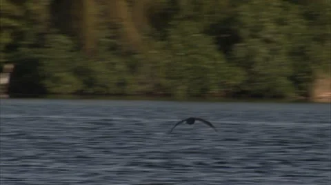 Bird flies behind marsh Stock Footage 12761418