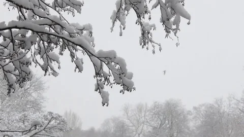 A Bird Flies Behind Tree Branches Covered in Snow 库存影片 83276067