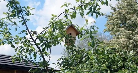 Bird flies between branches towards home Stock Footage 118304309