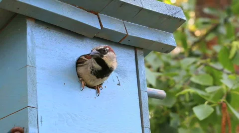 Bird Flies from Bird House Stock Footage