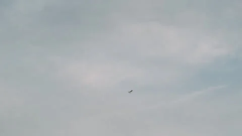 Bird flies in the blue sky Video stock 274439677