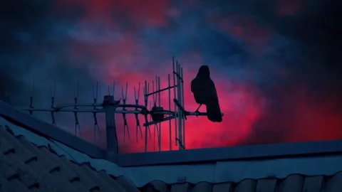 Bird Flies Off Building With Apocalypse Sky Stock Footage 333203224