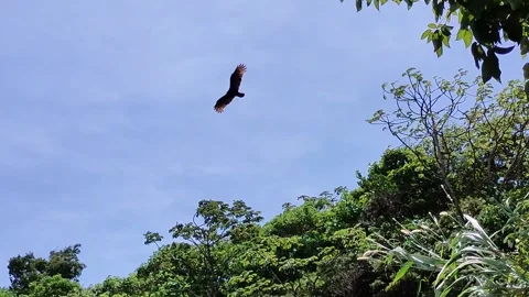 The bird flies Stock Footage 243563474