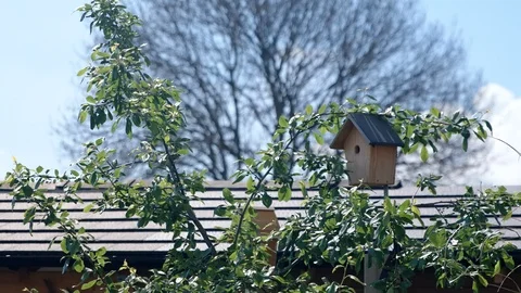 Bird flies home Stock Footage 118323703