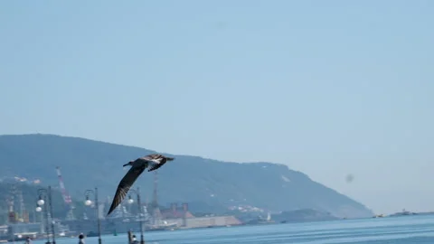 Bird flies in the open ocean Stock-Footage 317809599