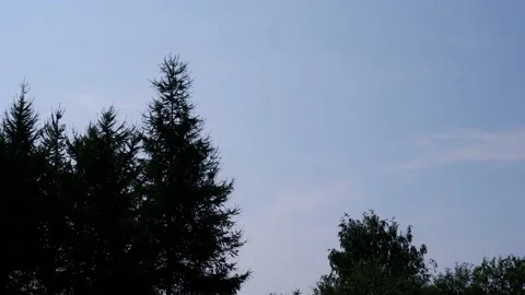 The bird flies out of the trees into the blue sky. Stock Footage 157393230
