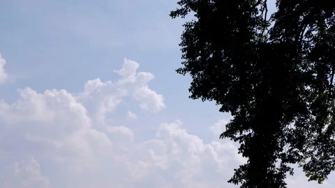 The bird flies out of the trees into the blue sky. Stock Footage 157555393