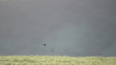 Bird Flies Over Green Fields in Rays of Light Stock Footage 102405162