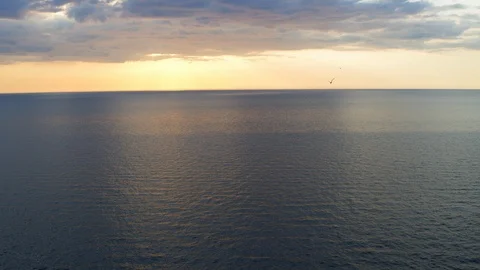 A bird flies over the sea Stock Footage 97173384