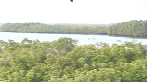 Bird Flies Over Senegal Vidéo 121710135