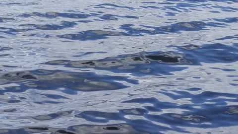 The bird flies over the water. Close-up. Stock Footage 82179735