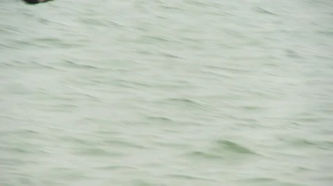 Bird flies over water Stock Footage 64220111