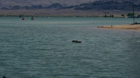 A bird flies past sleeping ducks floading in a desert oasis canal lake in Ar Stock Footage 241494886