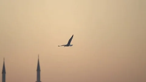Bird Flies Past Steeples at Sunset Stock Footage 80290213