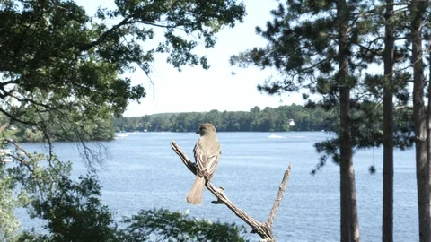 Bird flies right at camera to land on it. Video stock 123441155