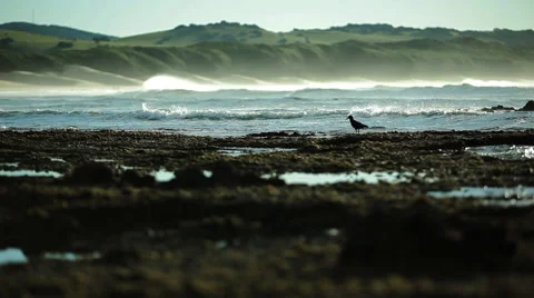 Bird flies off a rock Stock Footage 48338895