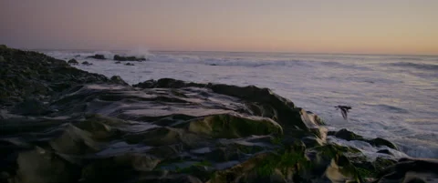 Bird flies from rocks as evening waves rush in Stock Footage 136448704