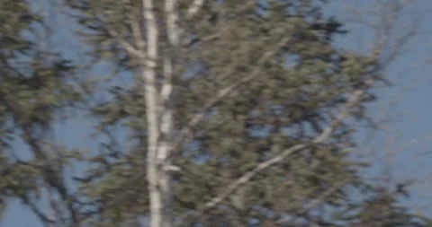Bird Flies in Slow Motion Behind Trees Stock Footage 152958031