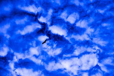 A bird flies through a blue sky with fluffy clouds Stock Photos