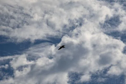 A bird flies through a cloudy sky Stock Photos