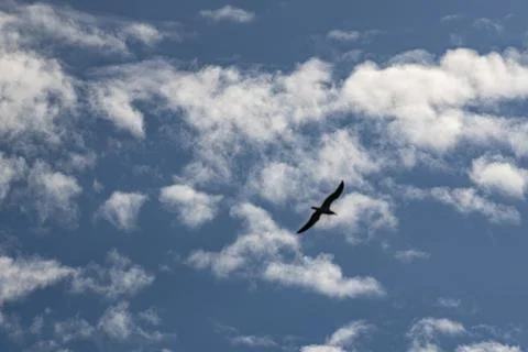 A bird flies through a cloudy sky Stock Photos