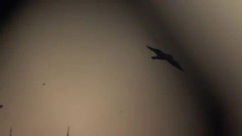 Bird Flies Through Light and Dark Stock Footage