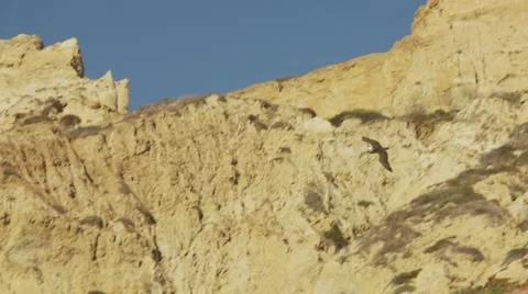 Bird flies through mountian Stock Footage 64220805