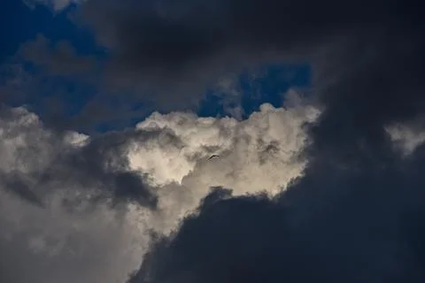 Bird flies through storm clouds. beautiful thunderclouds Stock Photos