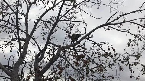 Bird Flies Off the Tree Video stock 99711734