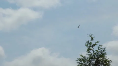 Bird in Flight Against Puffy Clouds Stock Footage 288534933
