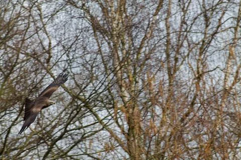 Bird in Flight Among Bare Trees Foto stock