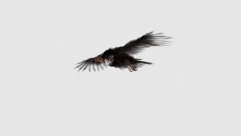 Bird in Flight Captured Against Dark Background with Wings and Feathers in .. Stock-Footage 314066784