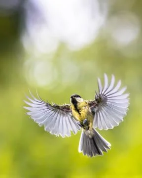 Bird in flight with copy space Stock Photos