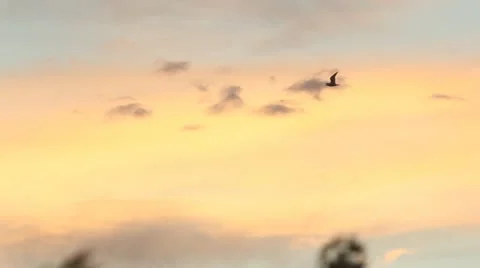 Bird in flight during sunset. Stockbeeldmateriaal 11461947