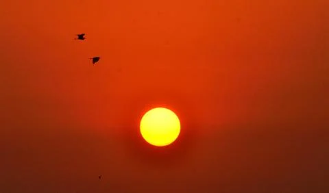 Bird flight in evening Stock Photos