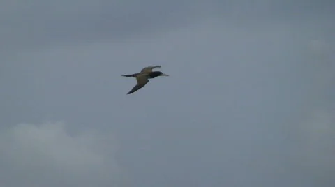 Bird: In Flight  Stock-Footage 435744
