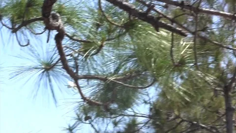 Bird in flight Stock Footage 88632663