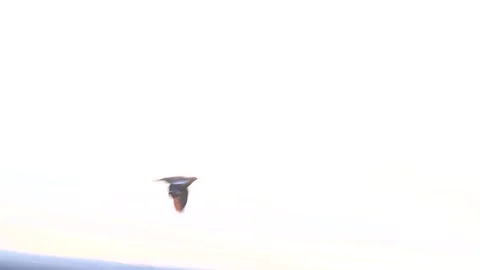 Bird in Flight Stockbeeldmateriaal 163156952