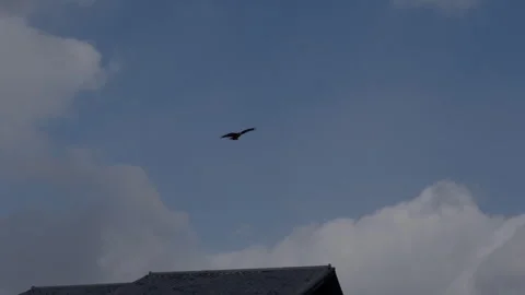 Bird in Flight 스톡 동영상 316071723