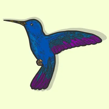 Bird in flight, hummingbird. Sketch scratch board imitation color Stock Illustration