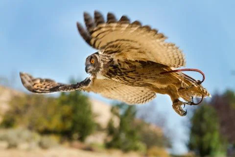 Bird in flight on the hunt Stockfoto's