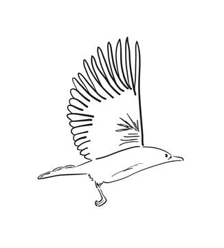 Bird in flight Illustration