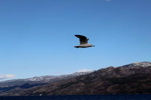 Bird in flight with mountains background Stock Photos