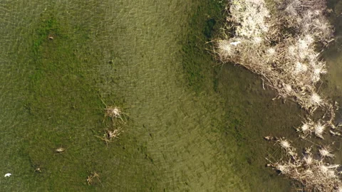 Bird flight over the lake Stock Footage 205198570