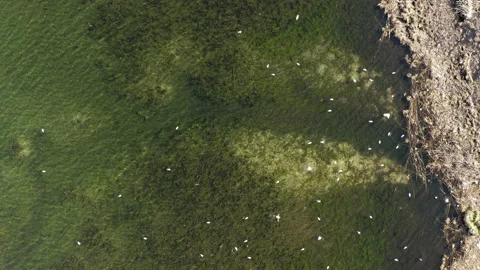 Bird flight over the lake Stock Footage 205198714