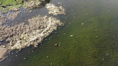 Bird flight over the lake Stock Footage 205199475