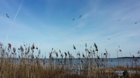 Bird flight over the lake Stock Footage 205199786