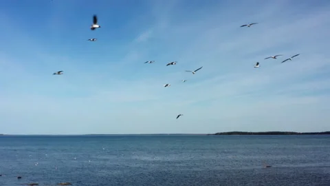 Bird flight over the lake Stock Footage 205200003