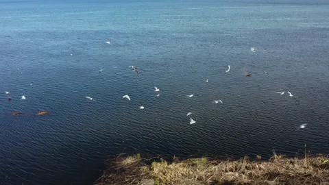 Bird flight over the lake Stock Footage 205200366