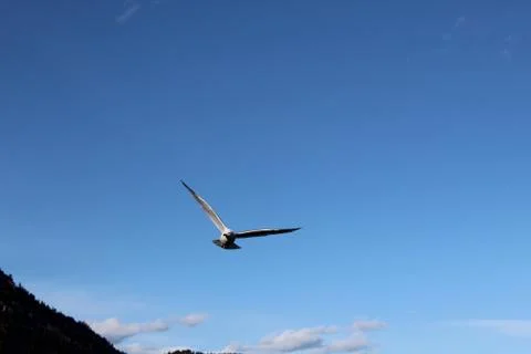 Bird in flight over tree covered hill in blue sky Fotos Stock